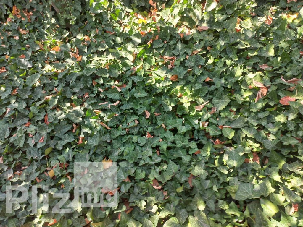Продається ділянку під житлову забудову 11 500$ id 5242130 Dom.pliz.info изображение 5